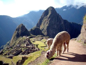 Natural Life in Machu Picchu